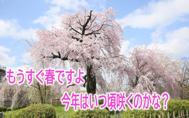 ぎをん彩～もうすぐ春ですねぇ(^^♪春といえば、やっぱり桜ですよねぇ♪今年はいつ頃が咲くのかな？？？？ちょっと調べてみちゃいました(*^▽^*)