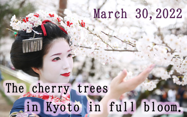 The cherry blossom trees are in full bloom in Kyoto ～:-)！ We feel the emotion of the momentary beauty☺♡Maiko ＆ Geisha(Geiko) makeover experience in Gion AYA, Kyoto.