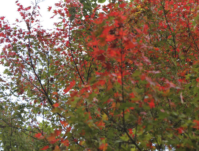 彩周辺の紅葉状況☆