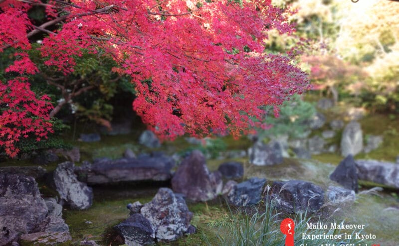 Now is the Autumn season in Kyoto!! I will post a picture of the autumn leaves.