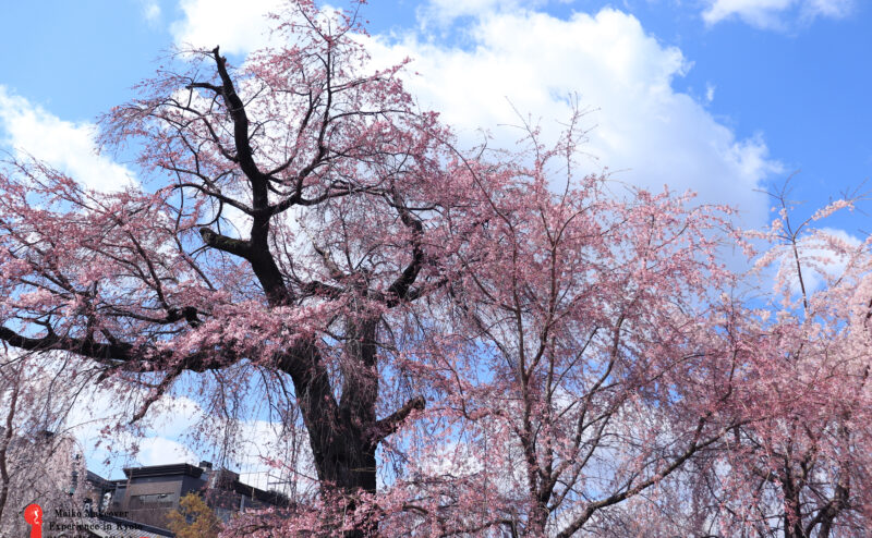 舞妓体験　ぎをん彩　フォトグラファー検校　実柚がお届けする✿京都✿桜開花状況✿3/24現在