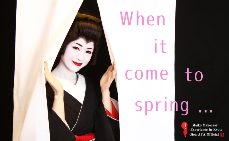 Photographs of cherry blossoms with maiko, geisha. Spring limited poses are about to begin.