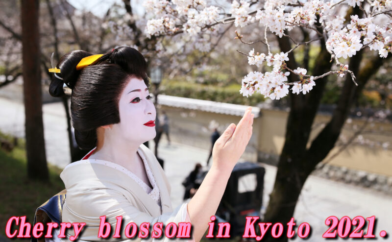 Cherry blossom in Kyoto!!! yeah~~~~!!!