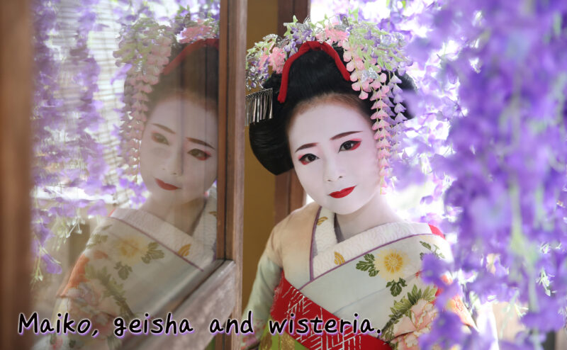 Maiko, Geisha and wisteria. The wisteria pose is elegant, cool and very popular. There are more types of photos this year!!!