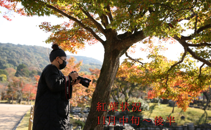 舞妓体験処　ぎをん彩周辺の紅葉の状況です【11月中旬～後半にかけて】