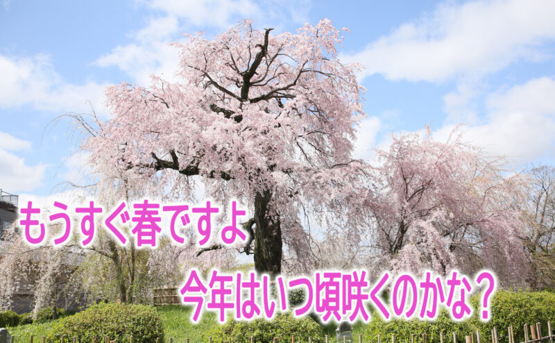 ぎをん彩～もうすぐ春ですねぇ(^^♪春といえば、やっぱり桜ですよねぇ♪今年はいつ頃が咲くのかな？？？？ちょっと調べてみちゃいました(*^▽^*)