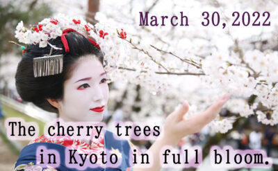 The cherry blossom trees are in full bloom in Kyoto！ We feel the emotion of the momentary beauty  Maiko ＆ Geisha makeover experience in Gion AYA, Kyoto.