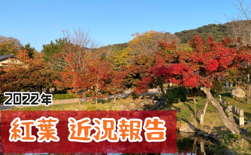 2022/11/13 時点の、紅葉状況🍁を公開 ♡